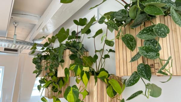 Sådan forvandlede Squarely Copenhagen et kontor til en grøn oase