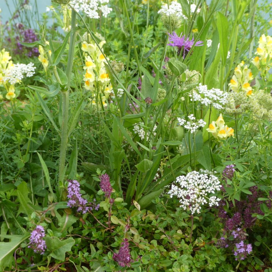 Hjemmehørende arter