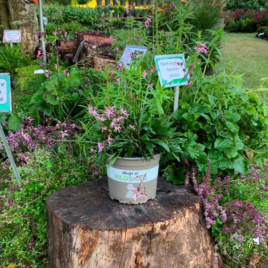 Udvalgt til Vildskab