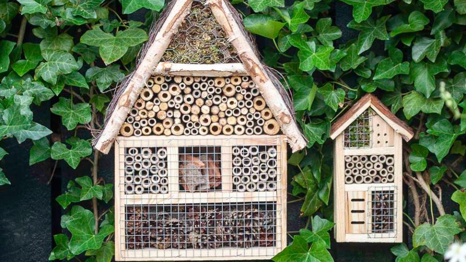 Insektshotell