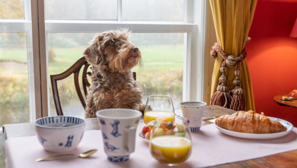 Vores berømte hund - Nhaan