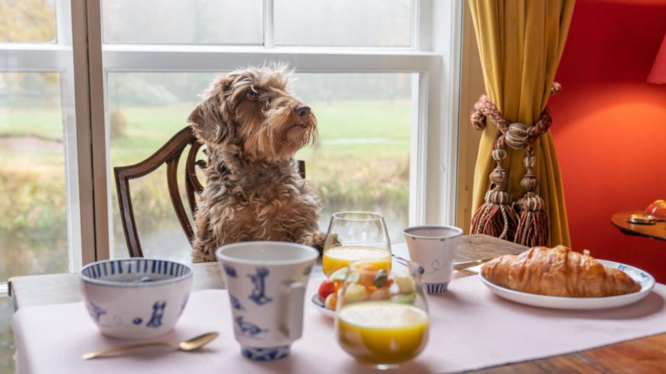 Vores berømte hund - Nhaan