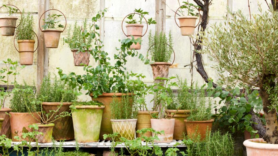 Bring Naturen ind: Skab et grønt univers med patinerede krukker.