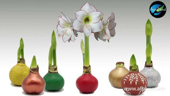 WORK-SHOP med VOKS Amaryllis blomster